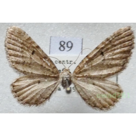 Eupithecia intricata (Zetterstedt, 1839) Czech89